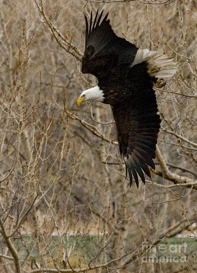 Diving Eagle Photograph by J L Woody Wooden