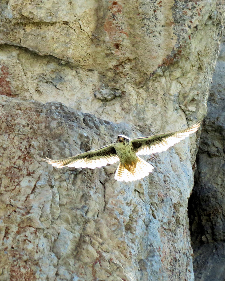 Diving Falcon Photograph by Darcy Tate