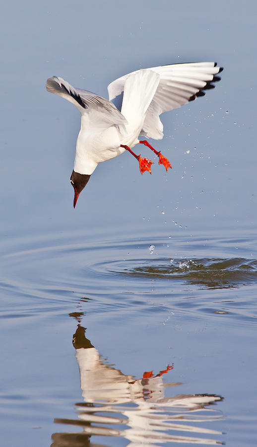 Diving Gull 1 Photograph by Roger Burton | Fine Art America