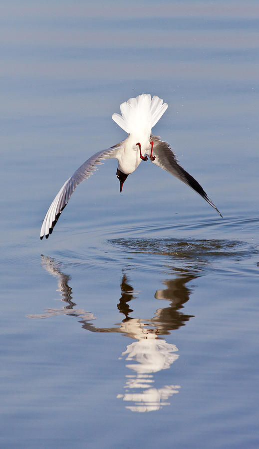 Diving Gull 2 Photograph by Roger Burton - Fine Art America