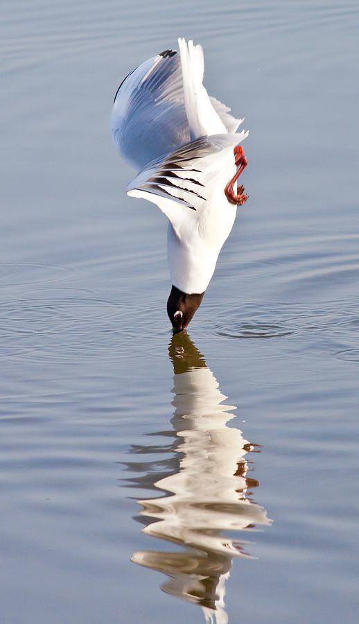 Diving Gull 3 Photograph by Roger Burton - Fine Art America