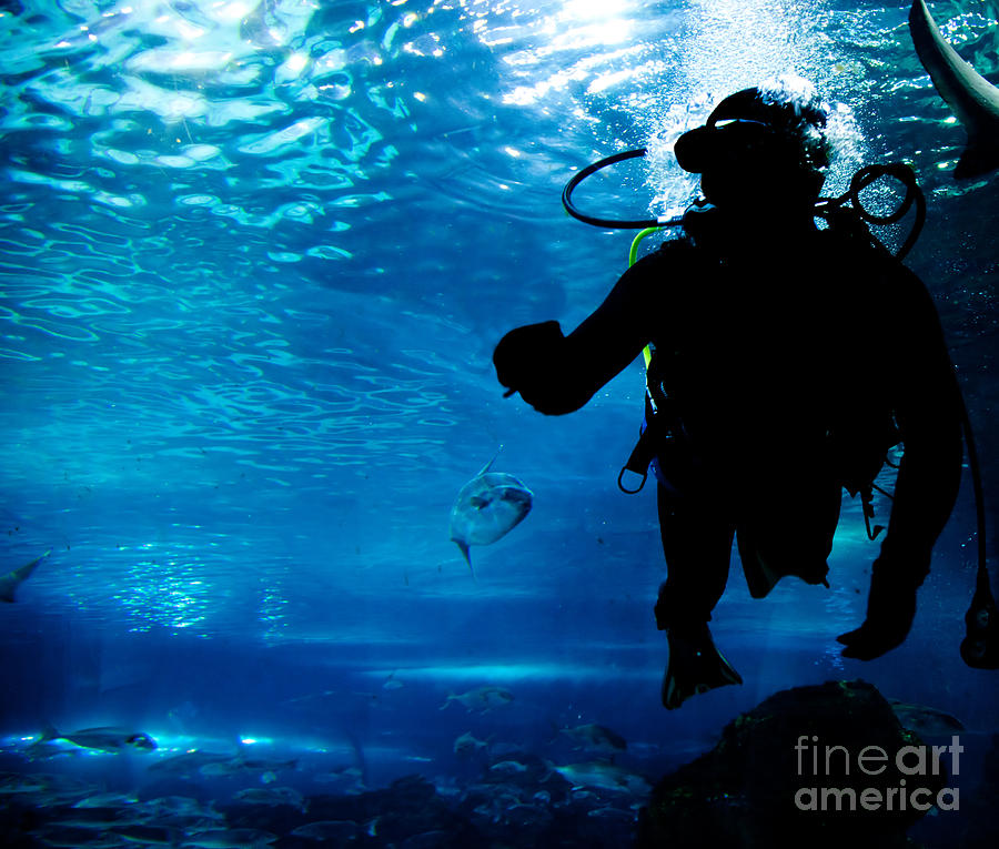 Nature Photograph - Diving in the ocean underwater by Michal Bednarek