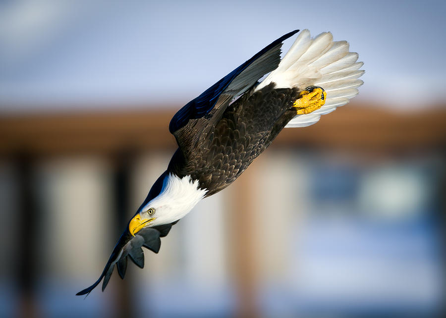 Bald Eagle Photograph - Diving In by Todd Ryburn