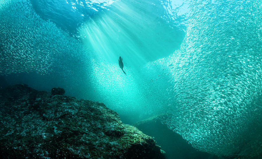 Diving Into Bait Fish Photograph by By Wildestanimal