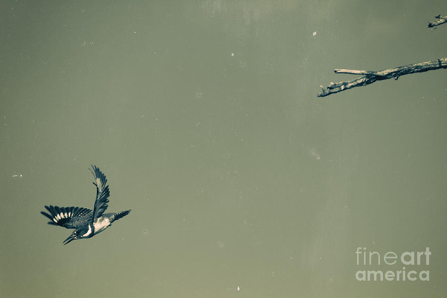 Diving Kingfisher Photograph by Heidi Farmer