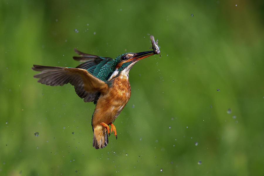 Diving Kingfisher With Fish Photograph by Susanna Chan Photography