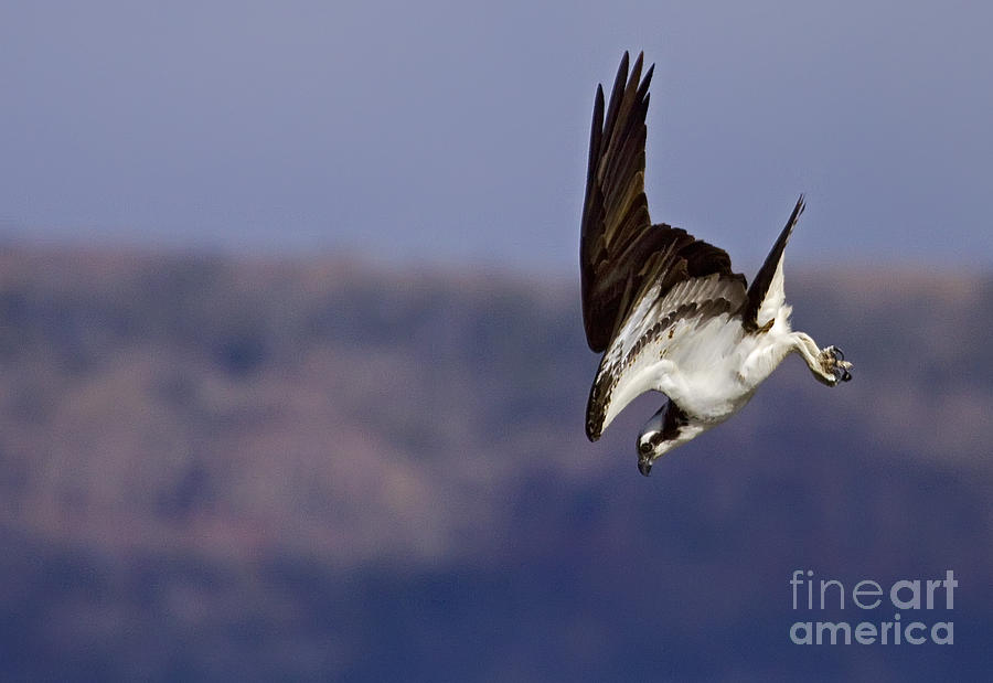 Diving Osprey - Horizontal Photograph by J L Woody Wooden