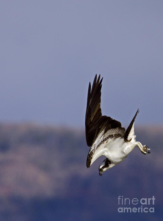 Diving Osprey - Vertical Photograph by J L Woody Wooden