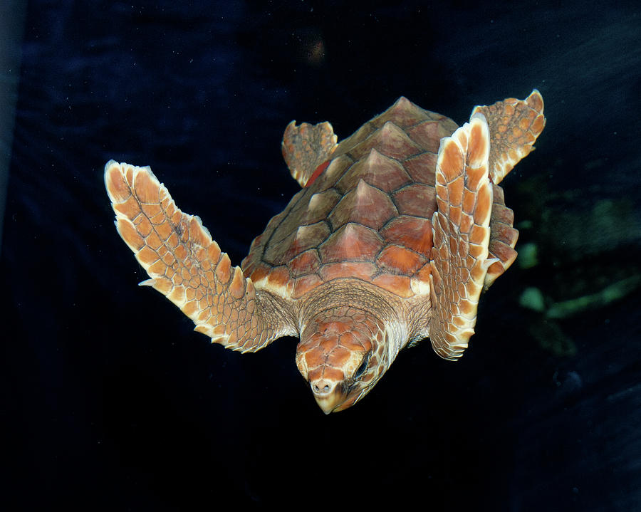 Diving Turtle Photograph by Mike Covington