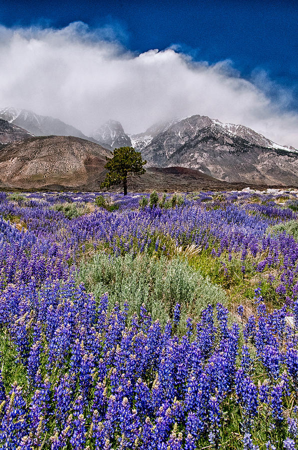 Flower Photograph - Division Creek Lupine by Cat Connor