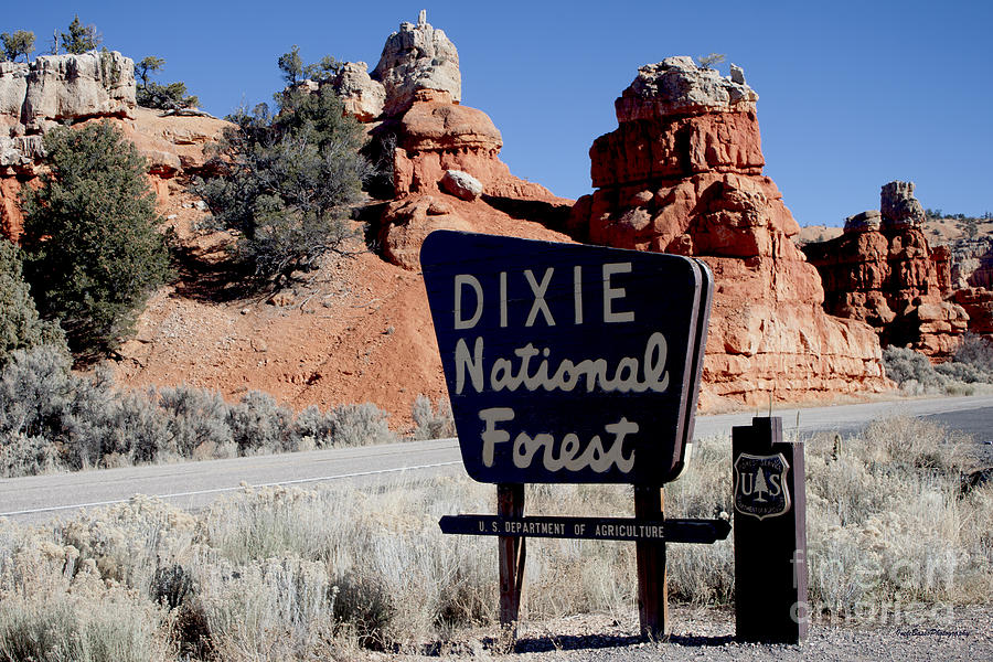 Dixie National Forest Photograph by Ivete Basso Photography
