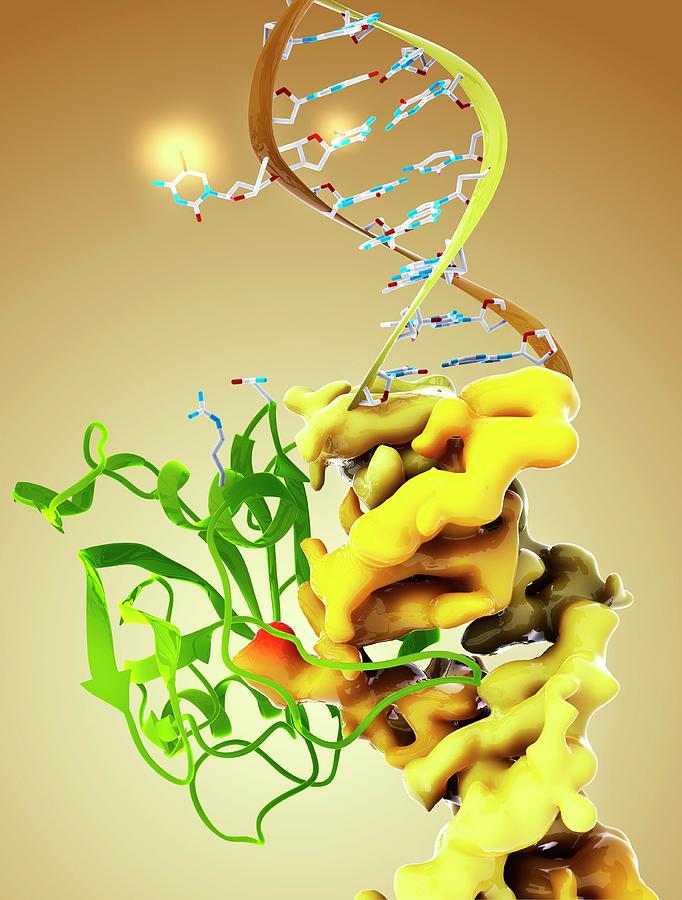 Dna Binding Protein Complex Photograph by Ramon Andrade 3dciencia/science Photo Library