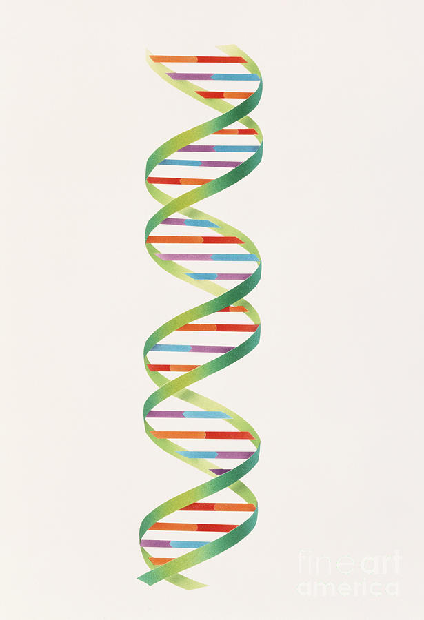 Dna Double Helix Photograph by Carlyn Iverson