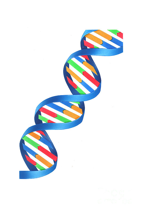Dna Double Helix, Illustration Photograph by Carlyn Iverson