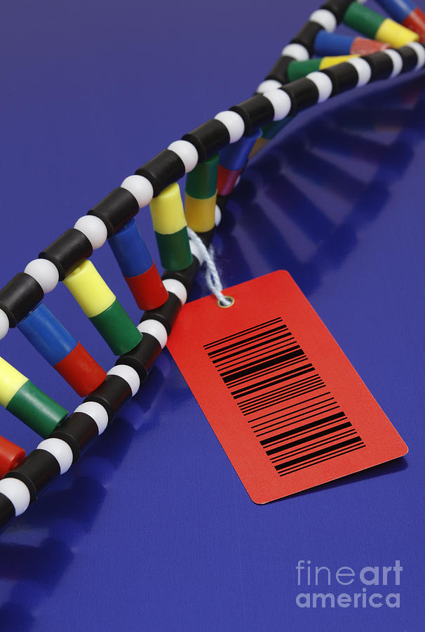 Dna Double Helix With Barcode Photograph by GIPhotoStock