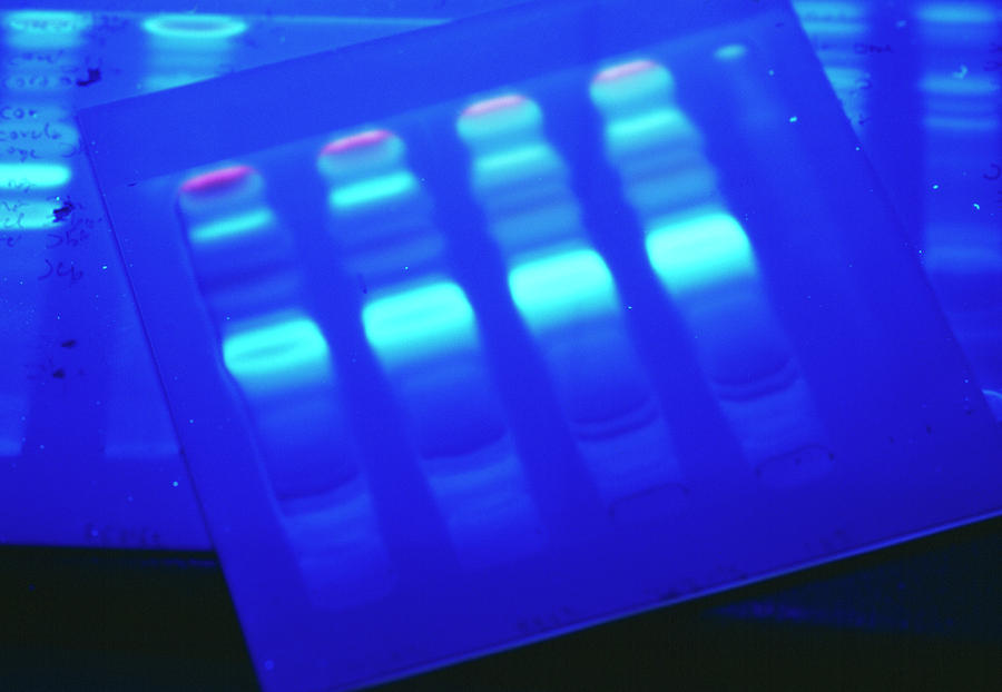 Dna Electrophoresis Photograph by Mauro Fermariello/science Photo Library