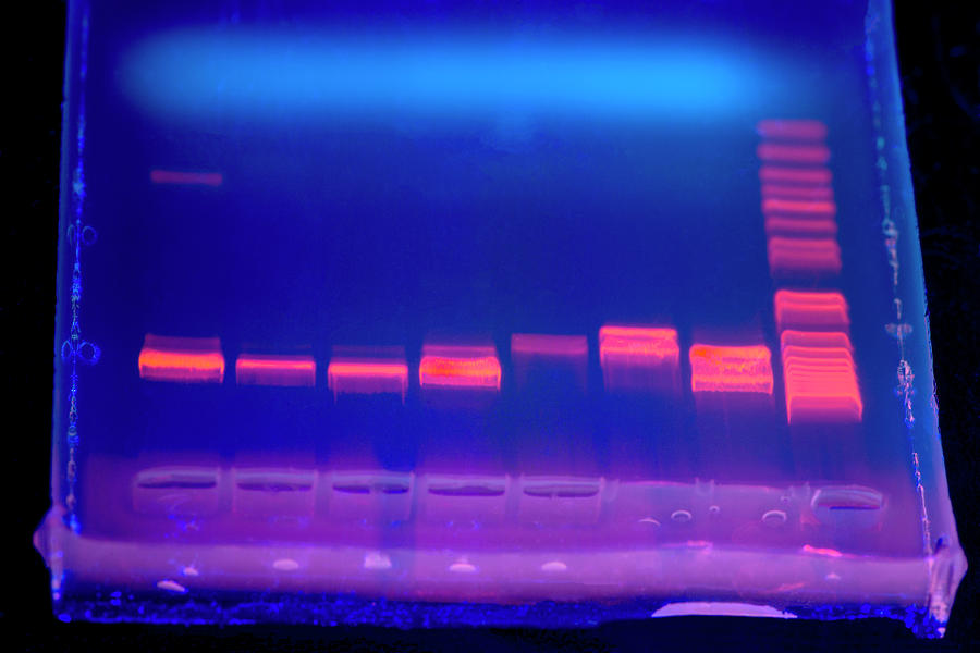 Dna Electrophoresis Under Uv Light Photograph by Louise Murray