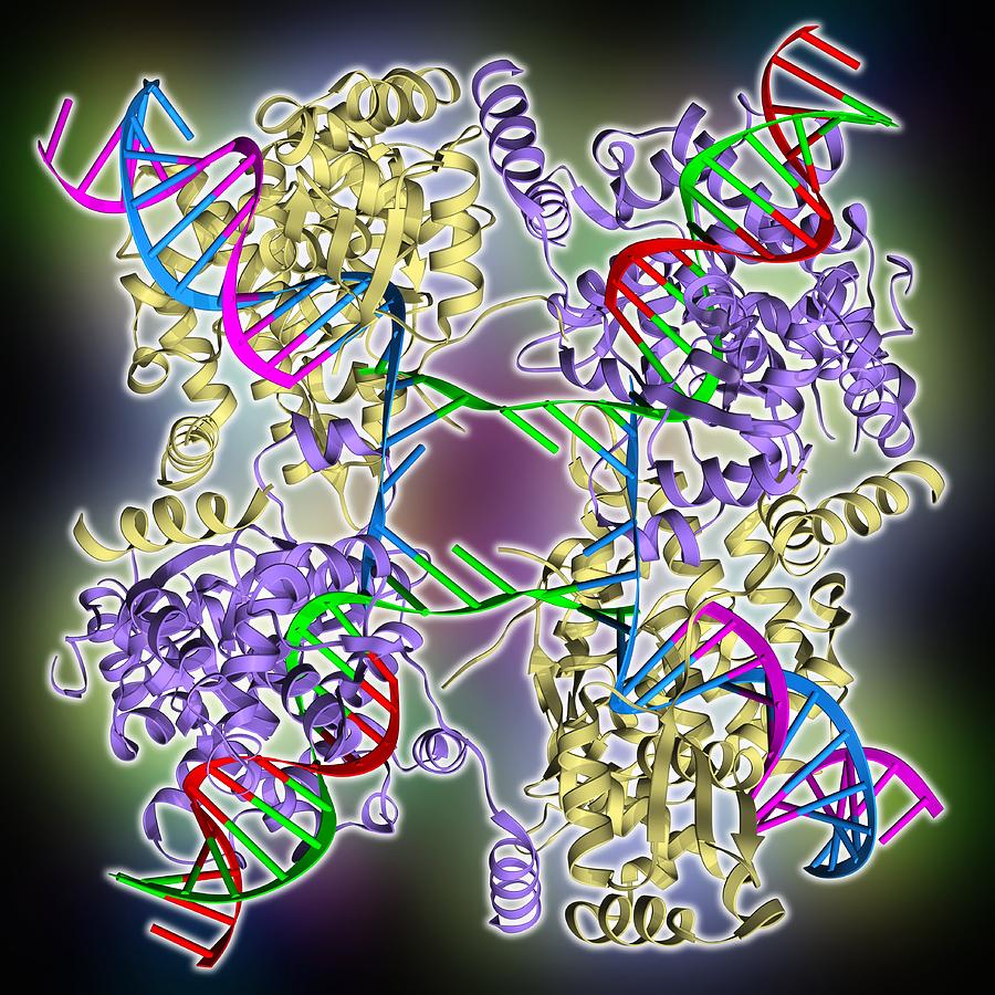 Biological Photograph - DNA Holliday junction complex by Science Photo Library