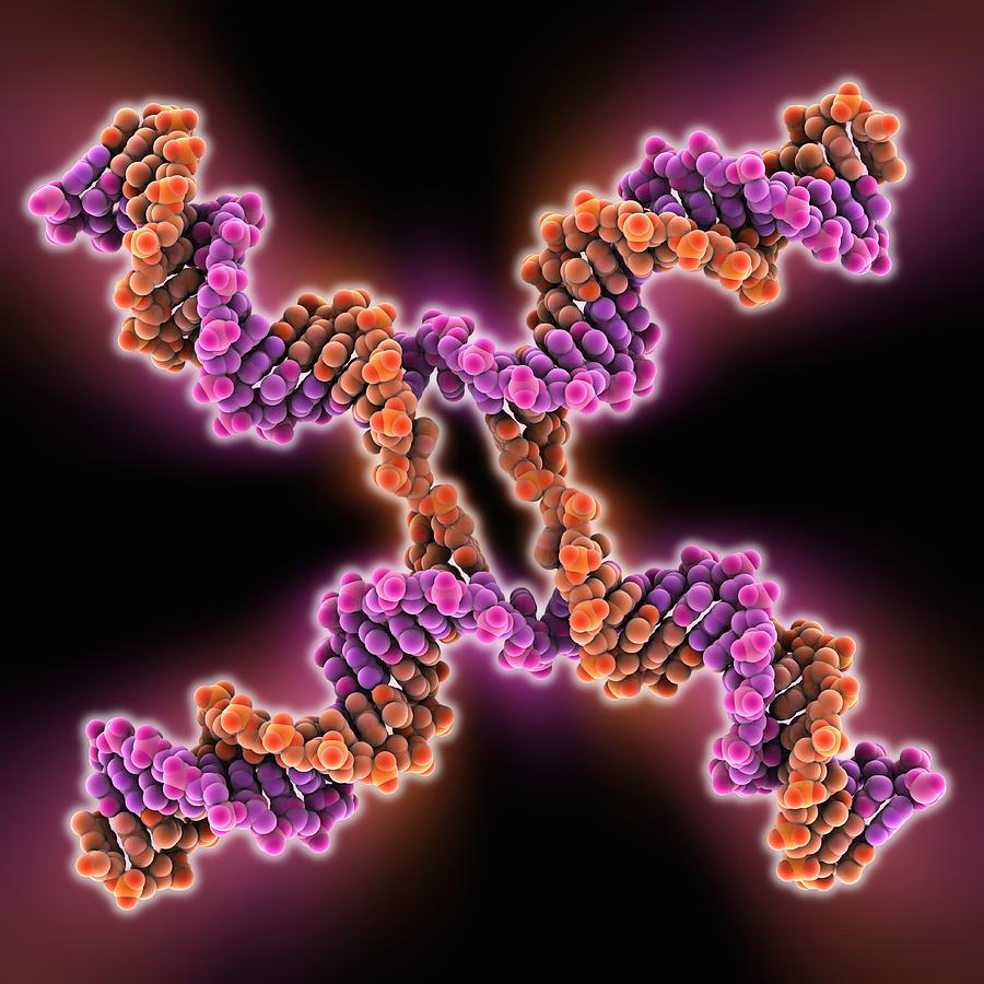 Holliday Junction Photograph - DNA Holliday junction, molecular model by Science Photo Library
