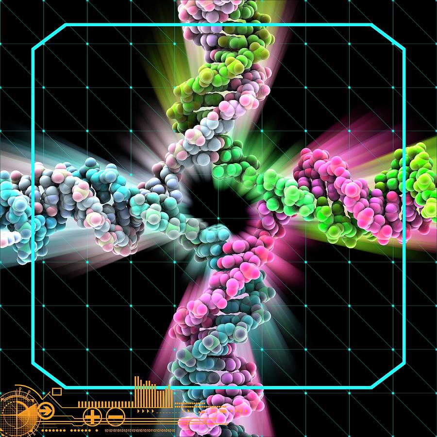 3-dimensional Photograph - Dna Holliday Junction Molecule by Laguna Design/science Photo Library