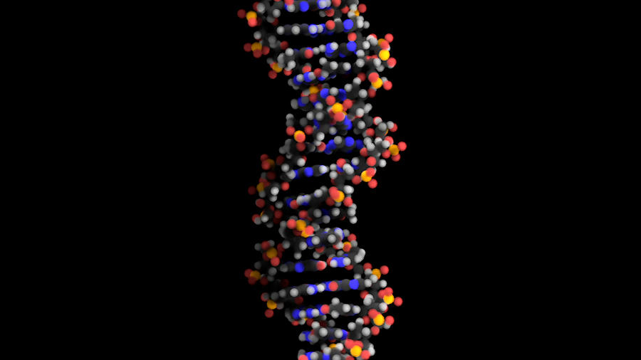 Dna Model Photograph by Anatomical Travelogue