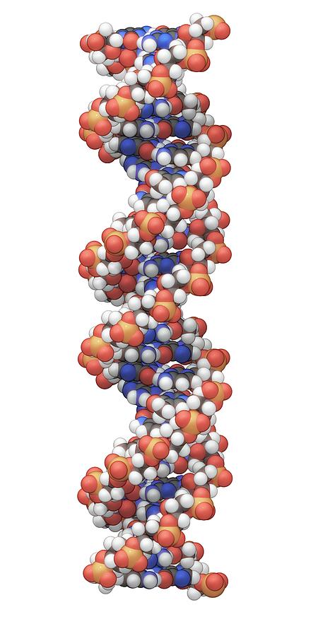 Dna Molecular Structure Photograph by Carlos Clarivan/science Photo Library