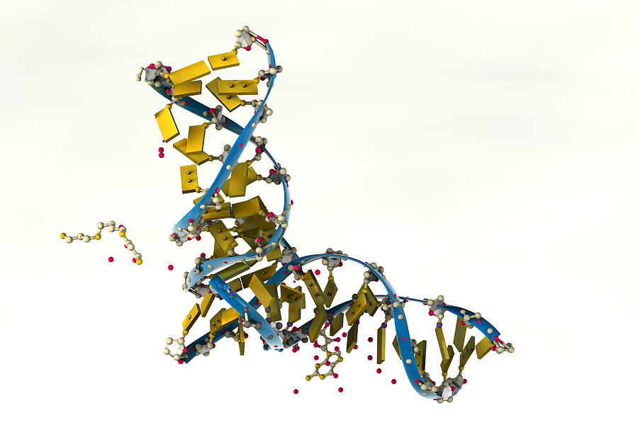 Dna Molecule, Illustration Photograph by Ella Marus Studio