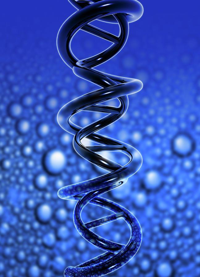 Dna Molecule Photograph by Victor Habbick Visions/science Photo Library