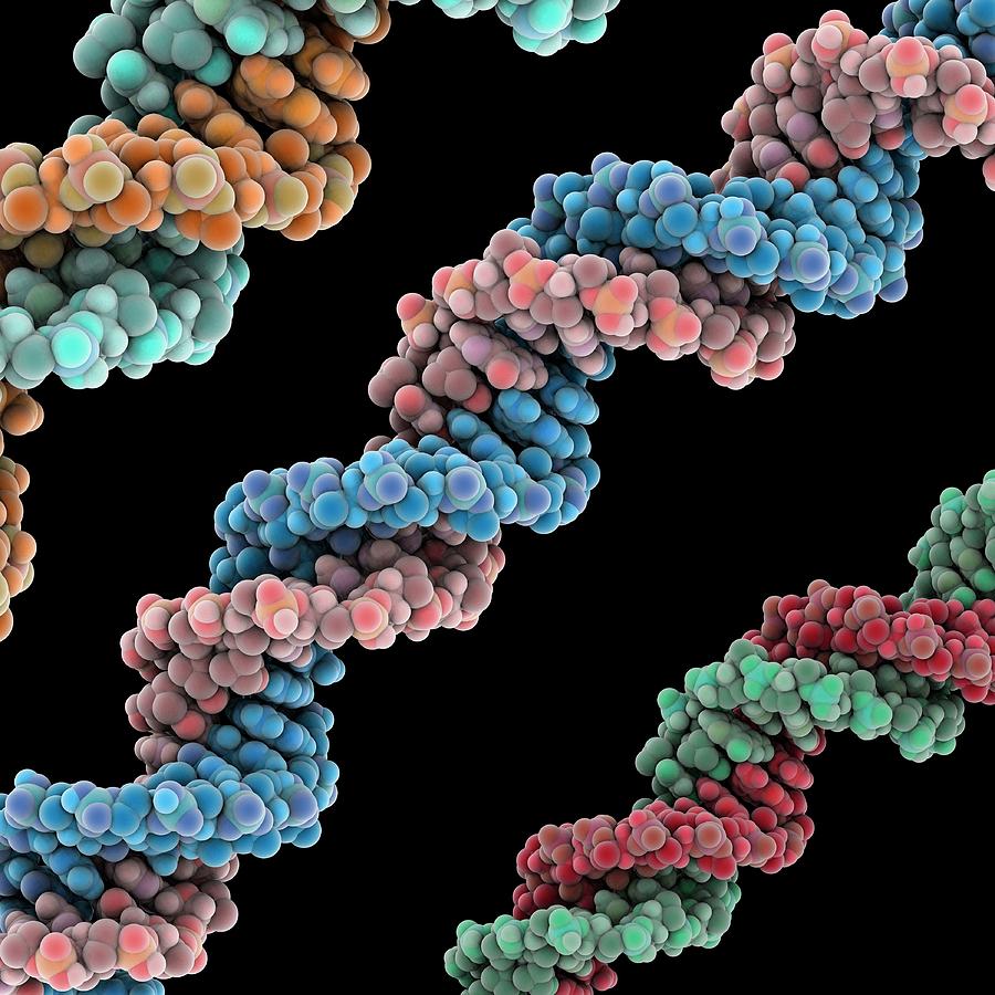 Dna Molecules Photograph By Laguna Design Science Photo Library Fine