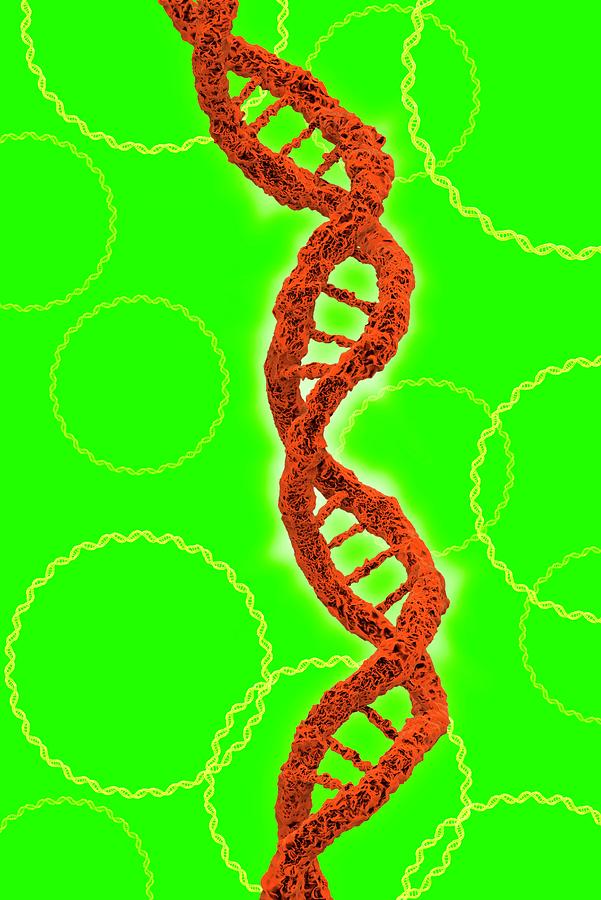 Dna Molecules Photograph by Tim Vernon / Science Photo Library