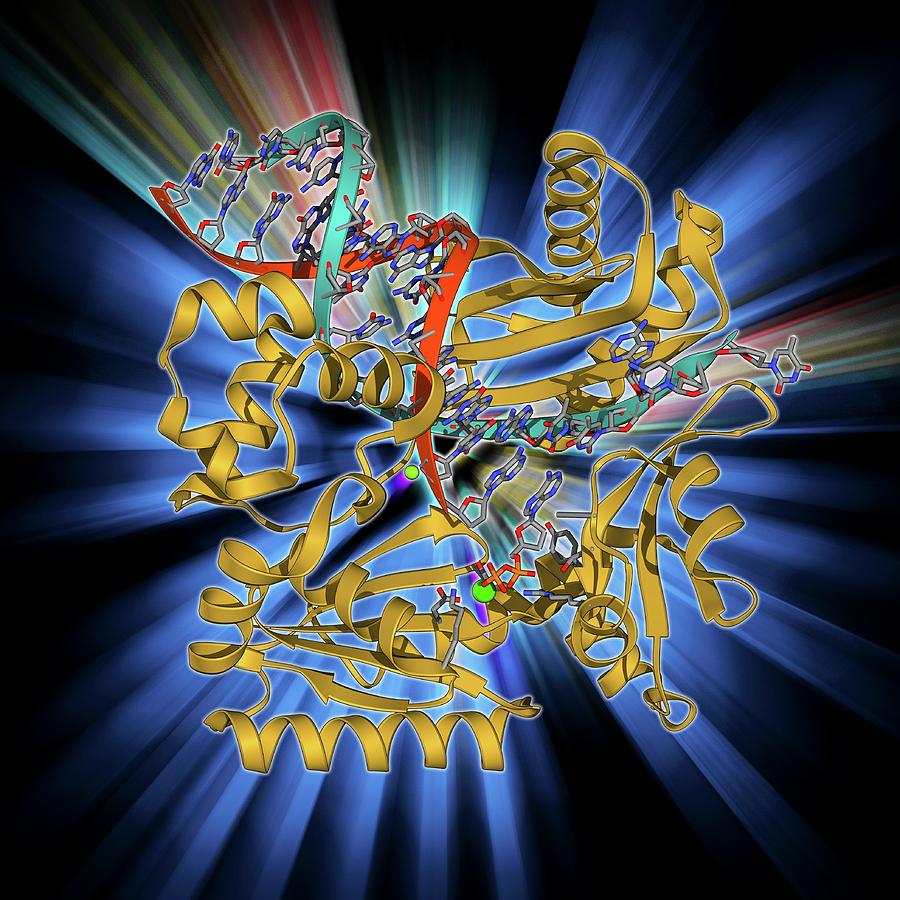 Alpha Helix Photograph - Dna Polymerase Iv With Dna by Laguna Design