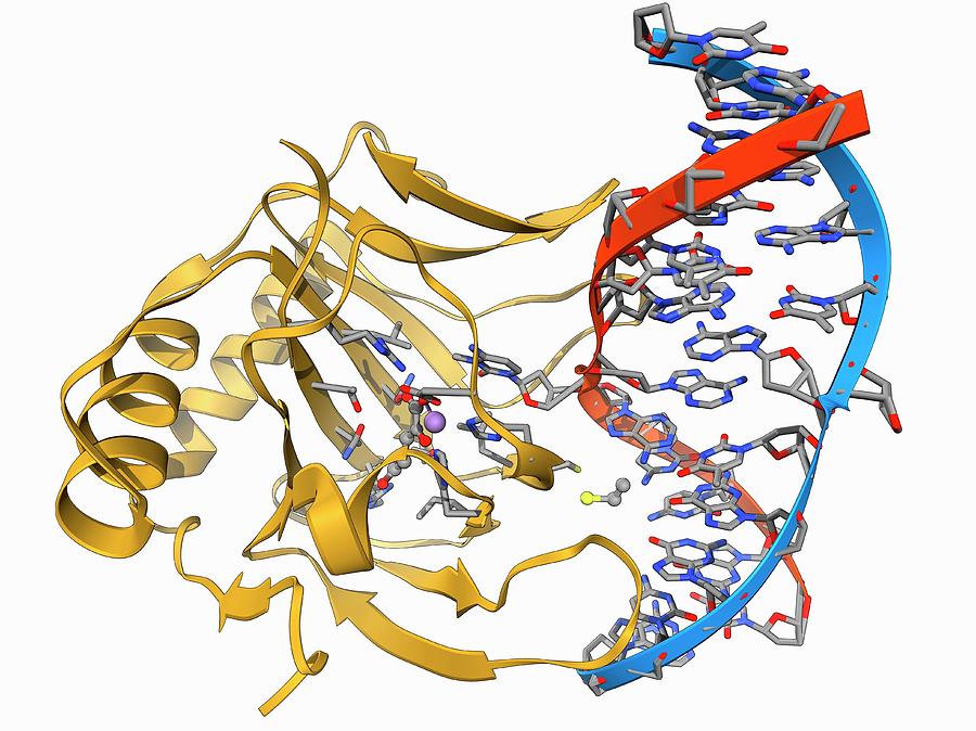 Dna Repair Enzyme Photograph By Laguna Designscience Photo Library 3545