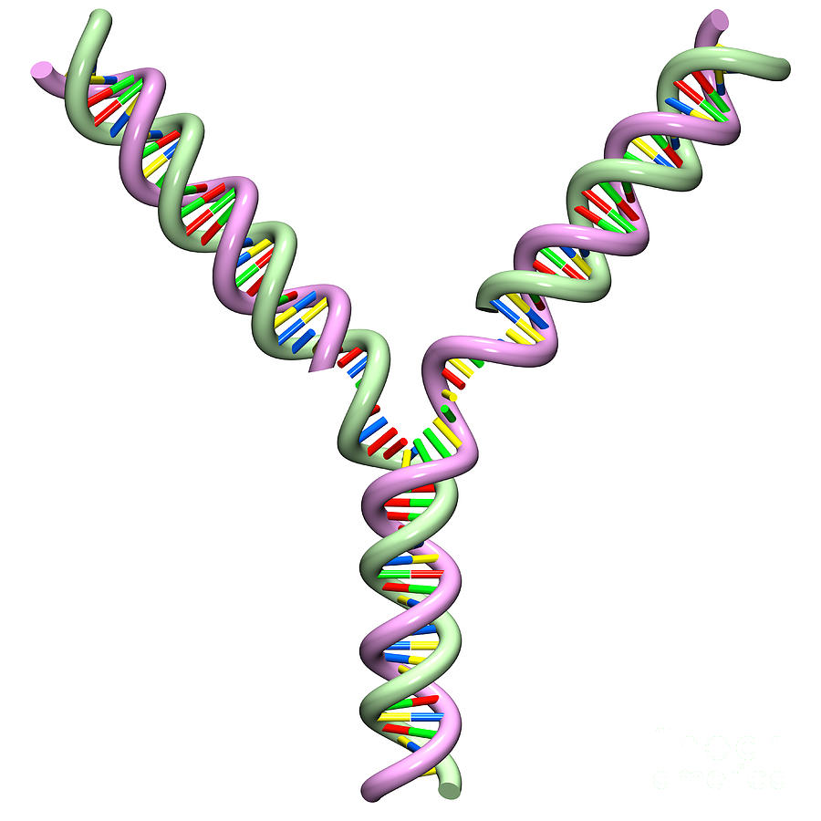 DNA Replication Fork 1 Digital Art by Russell Kightley