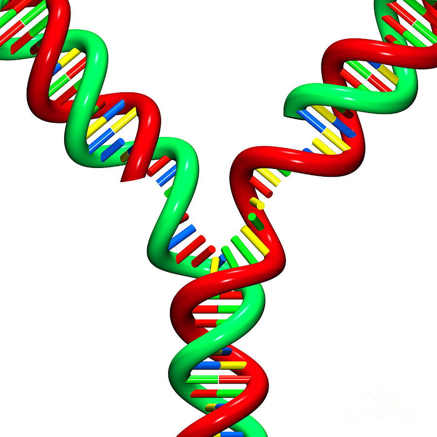DNA Replication Fork 10 Digital Art by Russell Kightley