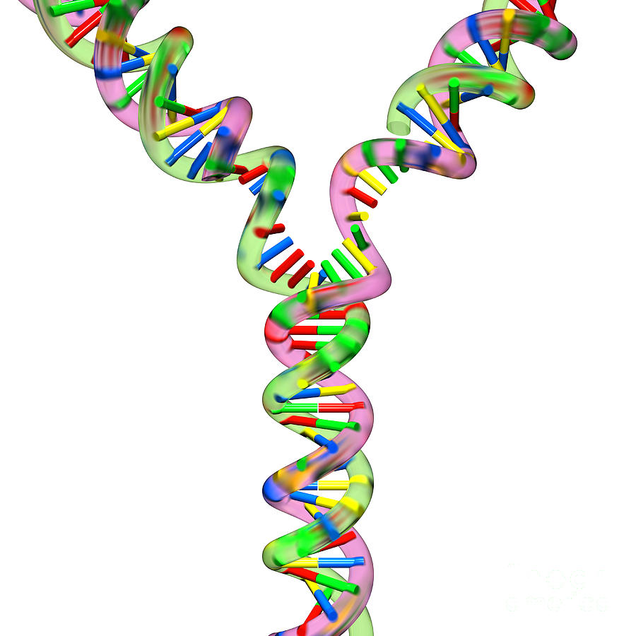 DNA Replication Fork 3 Digital Art by Russell Kightley
