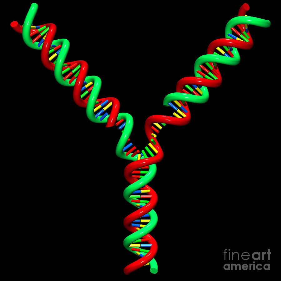 DNA Replication Fork 8 Digital Art by Russell Kightley