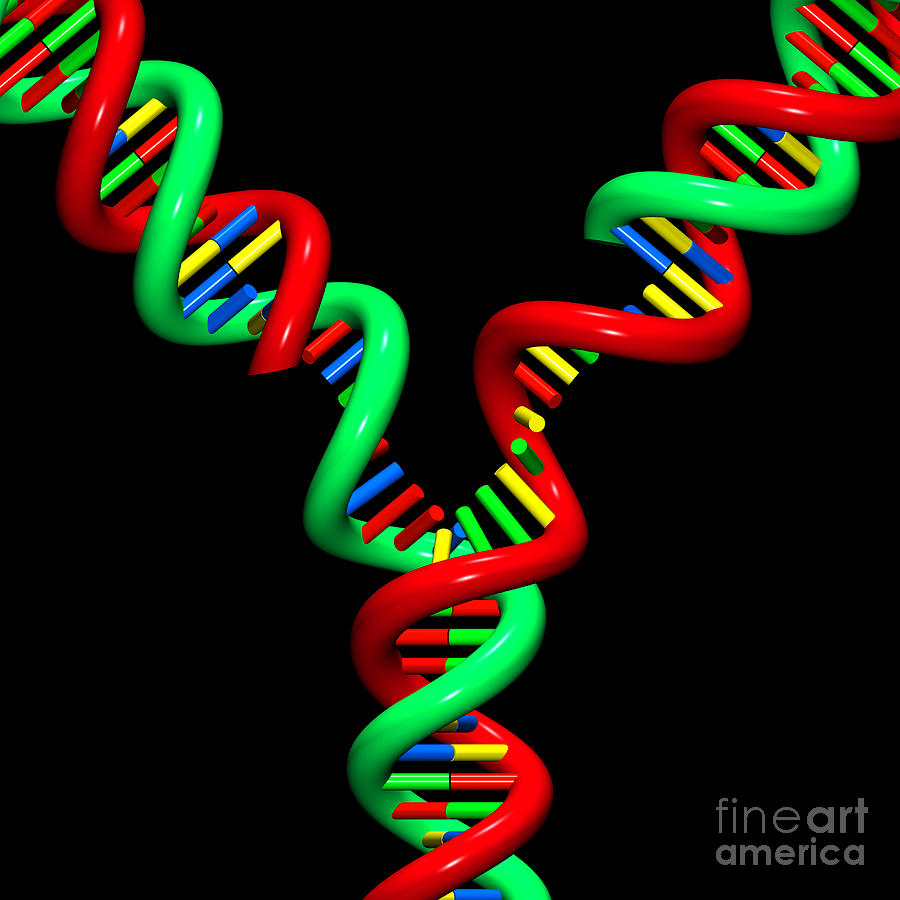 Biology Digital Art - DNA Replication Fork 9 by Russell Kightley