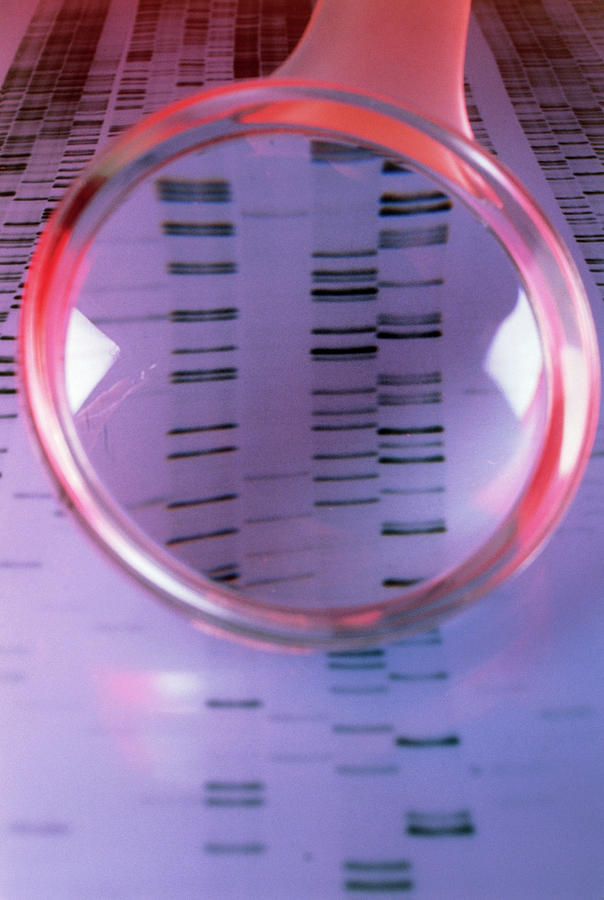 Dna Sequence Magnified By A Magnifying Glass Photograph by Sinclair Stammers/science Photo Library