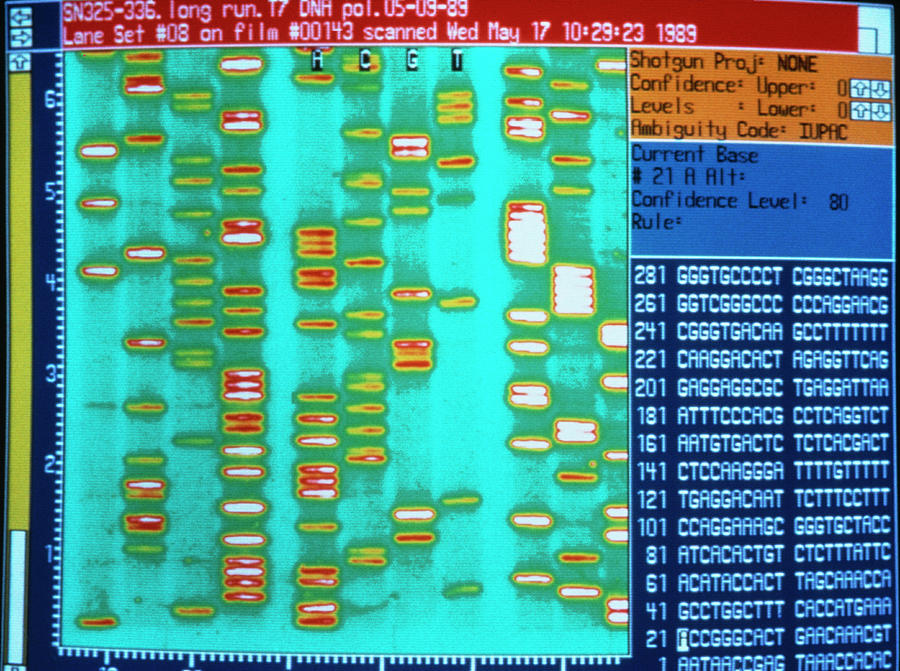 Dna Sequencing Of Human Genome Photograph by Peter Menzel/science Photo Library
