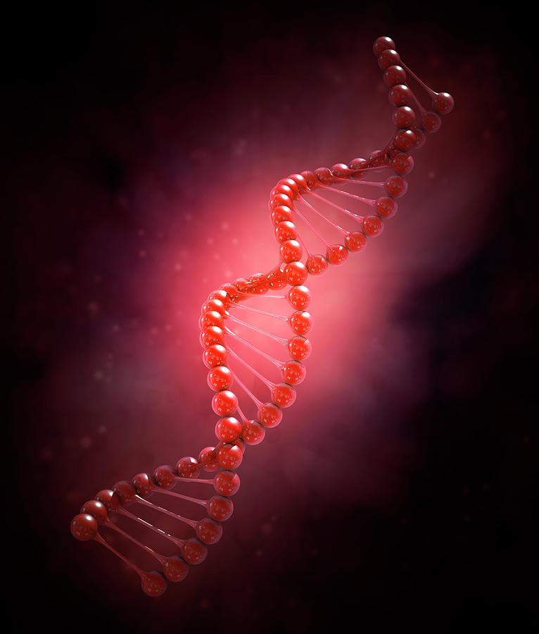 Dna Strand Molecular Model Photograph by Andrzej Wojcicki Fine Art