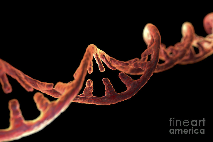 Dna Strand Photograph by Science Picture Co