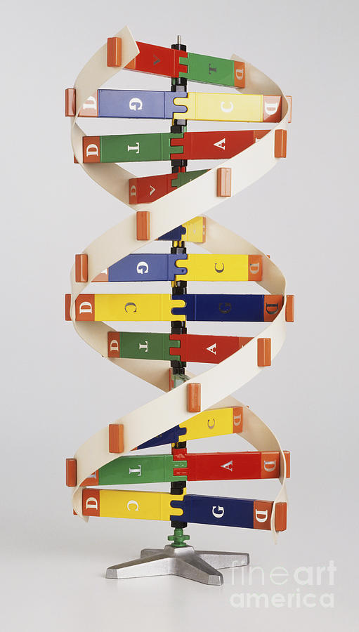 Dna Structure Model Photograph By Clive Streeter Dorling Kindersley Science Museum London