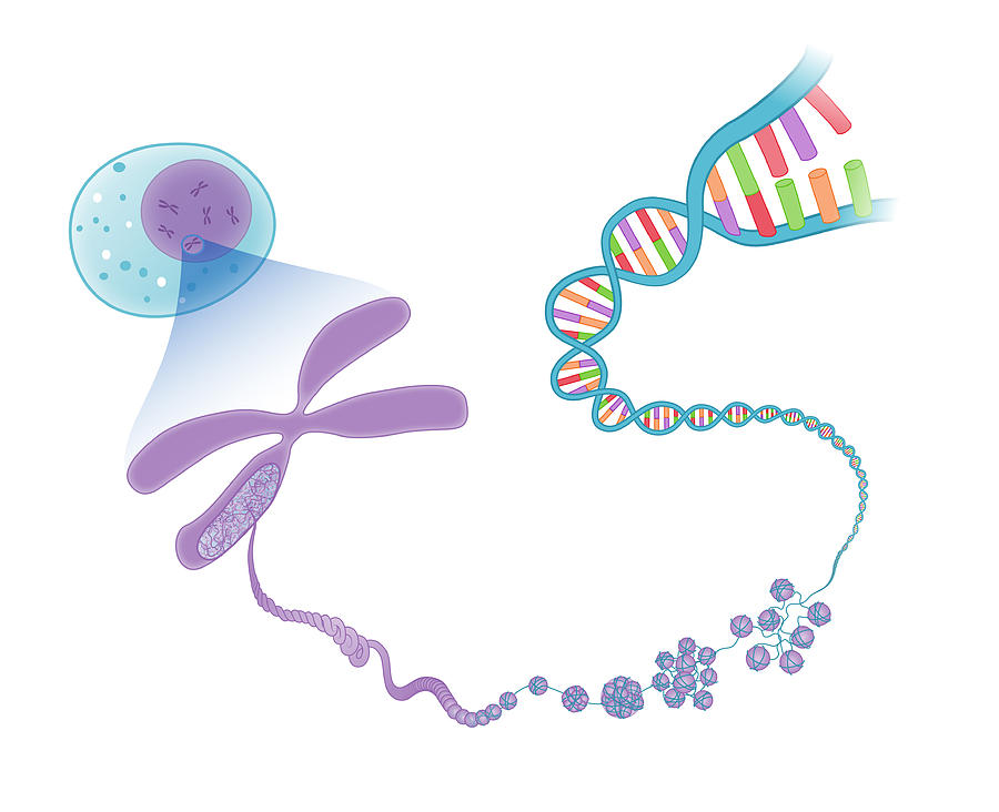 Dna To Chromosomes, Illustration Photograph by MedicalWriters