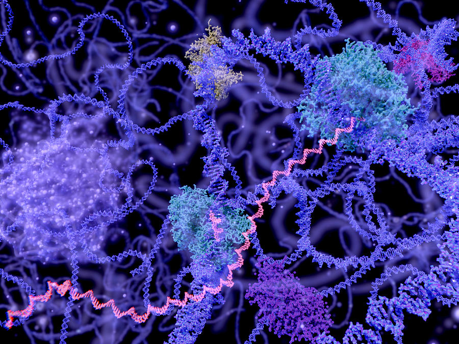 DNA transcription, illustration Drawing by Juan Gaertner/science Photo Library