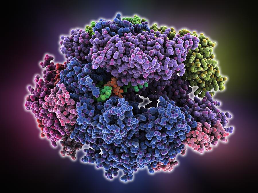 Rna Polymerase Ii Photograph - DNA transcription, molecular model by Science Photo Library