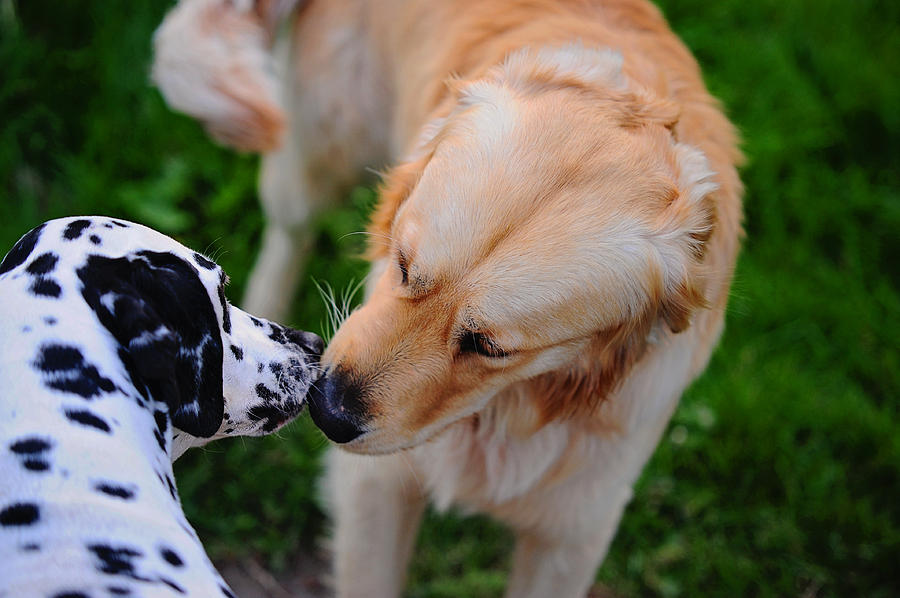 Do I Know You ? Meet Up with Friend.  Kokkie. Dalmation Dog Photograph by Jenny Rainbow