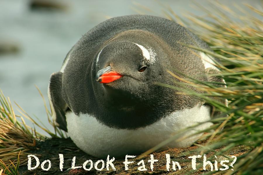 Do I Look Fat Photograph by Amanda Stadther