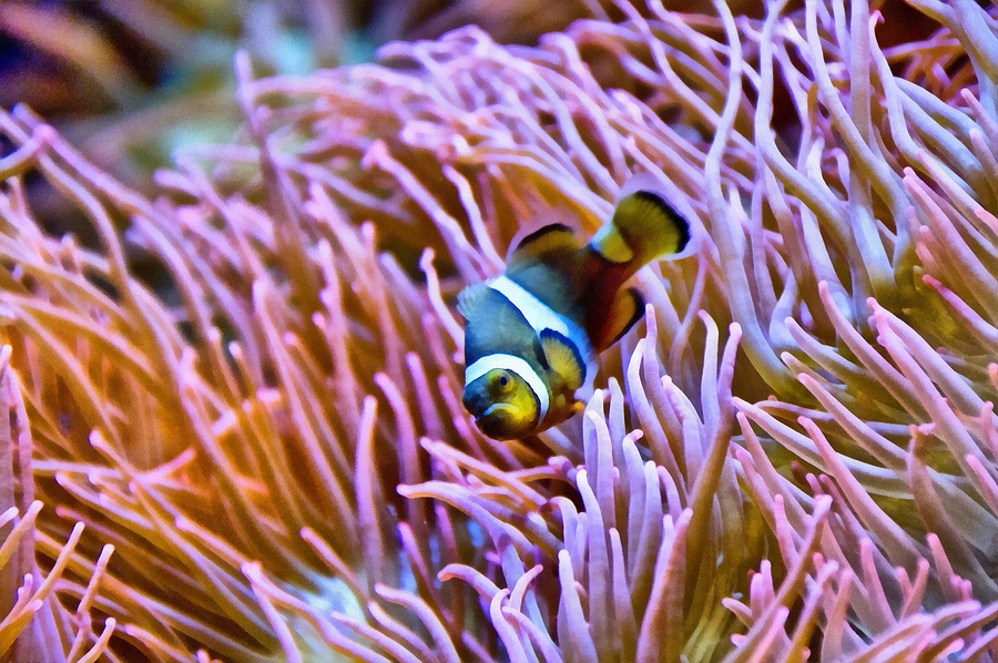 Fish Photograph - Do I Look Like A Clown To You by Angelina Tamez
