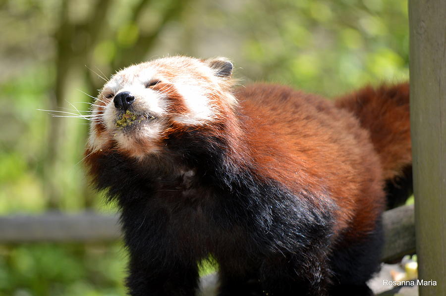 Red Panda Eating Photograph by Rosanna Maria - Pixels