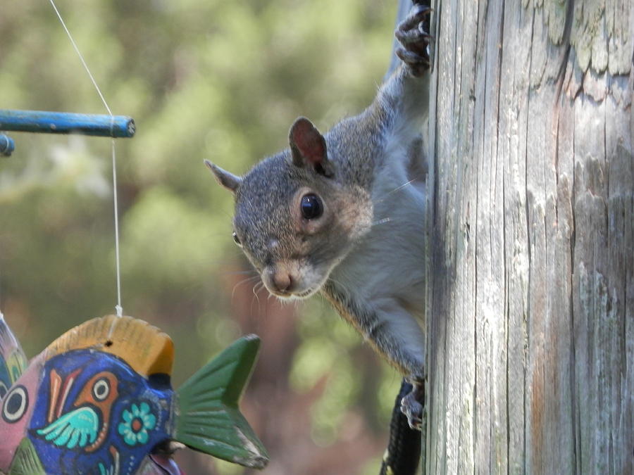 Sneaky Squirrel Photograph by Belinda Lee